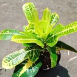Puring Dasi Jojon Kuning