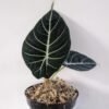 Alocasia Black Velvet - Gambar 2
