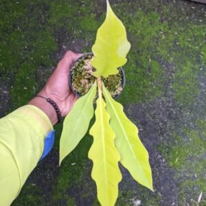 Philodendron Golden Shaw