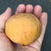 Ross Sapote - Gambar 3