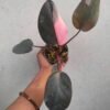 Philodendron Pink Princess - Gambar 3