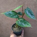 Philodendron Sodiroi