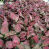 Aglaonema Dud Anjamani - Gambar 3