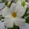 Mandevilla Putih - Gambar 3