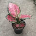 Aglaonema Dud Anjamani