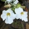 Thunbergia Putih - Gambar 3