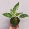 Philodendron Birkin - Gambar 2