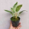 Philodendron Birkin - Gambar 3