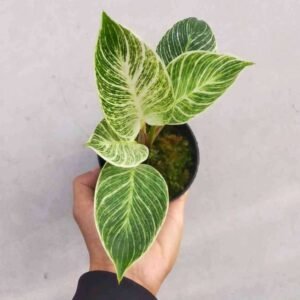 Philodendron Birkin