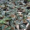 Alocasia Black Velvet - Gambar 4
