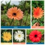 Gerbera Impor 5 Warna