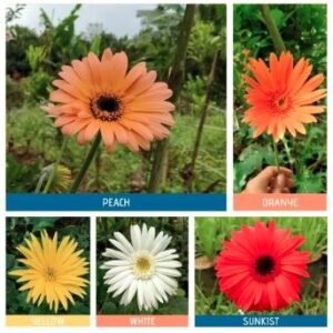 Gerbera Impor 5 Warna