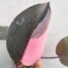 Philodendron Pink Princess - Gambar 2