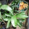 Ross Sapote - Gambar 2