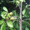 Ross Sapote - Gambar 5