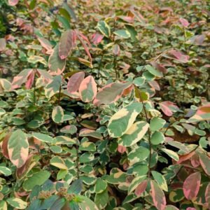 Breynia Daun Merah