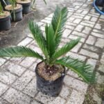 Sikas ( Ukuran Medium ) : Palma Jambe Cycas