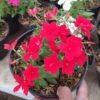 Phlox Merah - Gambar 2