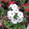 Phlox Putih - Gambar 2