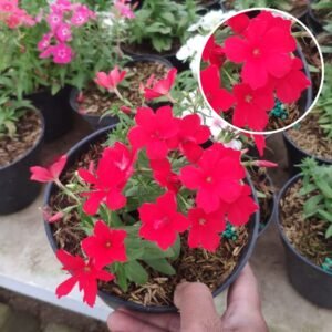 Phlox Merah