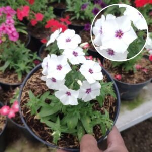 Phlox Putih