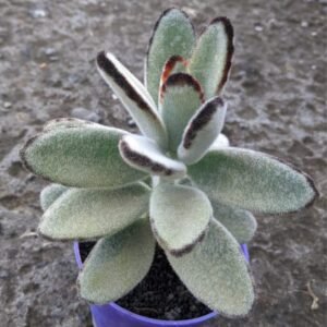 Kalanchoe Tomentosa