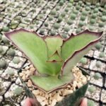 Kalanchoe Synsepala