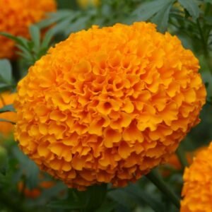 Marigold orange