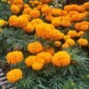 Marigold orange - Gambar 3