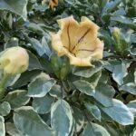 Cup Of Gold Vine Variegata