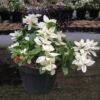 Baby Sun Rose Variegata - Gambar 2