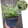 Seledri Variegata - Gambar 2