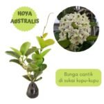 Hoya Australis