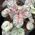 Begonia Variegata