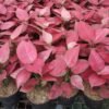 Aglaonema Pink Catrina - Gambar 3