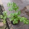 Daun Ketumbar - Gambar 3