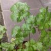 Daun Ketumbar - Gambar 2