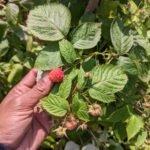 Raspberry Impor