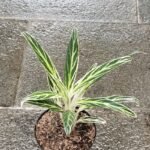 Aglaonema Silver Ice
