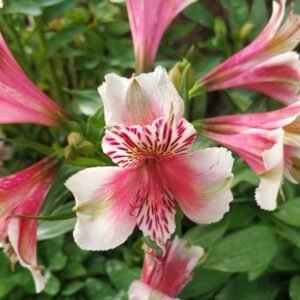 Peruvian Lily Pink