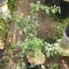 Bougenville Spectabilis Putih - Gambar 2