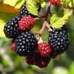 Blackberry Impor