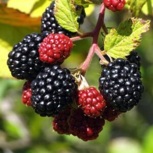 Blackberry Impor
