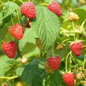 Red Raspberry