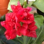 Bougenville Merah