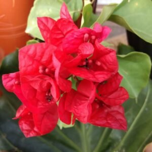 Bougenville Merah