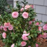 Camelia Pink