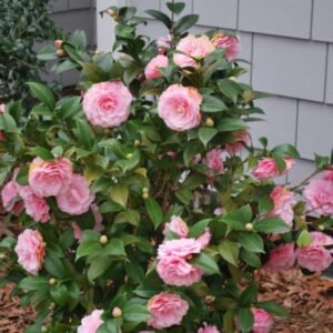 Camelia Pink