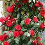 Camelia Merah