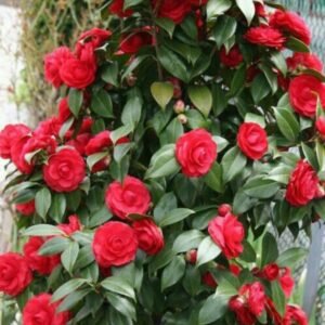Camelia Merah
